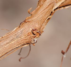 Close-up of lizard on tree branch