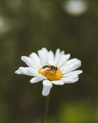 Close-up of insect on flower