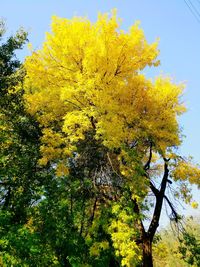 Low angle view of yellow flower tree