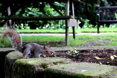 Close-up of squirrel on field