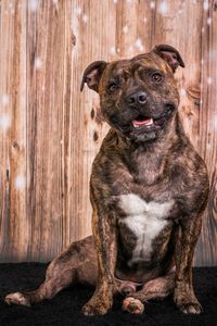 Portrait of dog sitting on wood