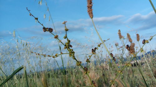 Close-up of flowering plants on field against sky