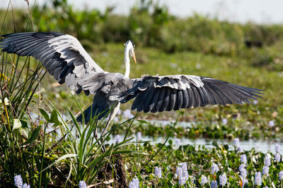 High angle view of gray heron flying