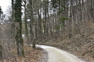 Road amidst trees in forest
