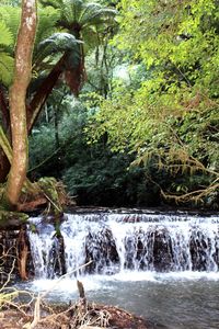 Scenic view of waterfall in forest