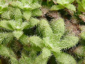 Full frame shot of succulent plants