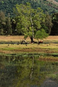 View of a tree in a lake