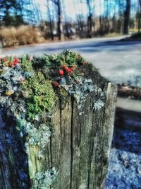 Close-up of insect on tree stump