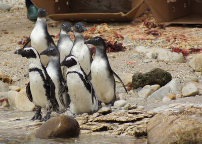 Endangered african penguins in south africa, rehabilitated and ready for release.