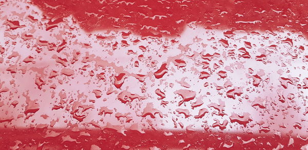 Full frame shot of water drops on pink flowers