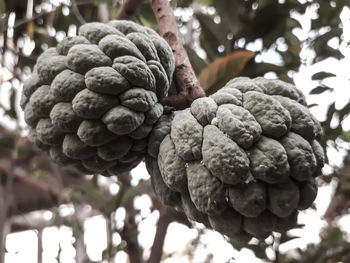 Low angle view of fruits on plant