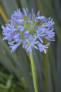 Close-up of purple flowering plant