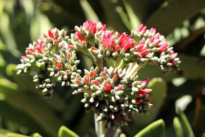 Close-up of flowers