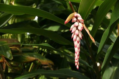 Close-up of plant