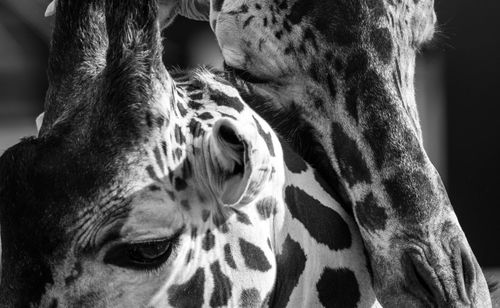 Close-up of a dog