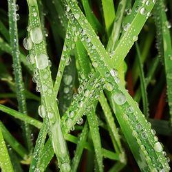 Close-up of wet grass during rainy season