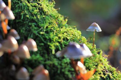 Close-up of mushrooms growing on tree