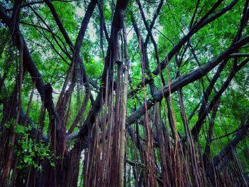 View of trees in forest