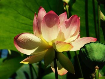 Close-up of flower blooming outdoors