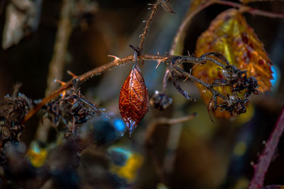Close-up of dry leaves on plant