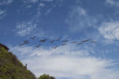 Low angle view of birds flying against sky