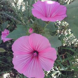 Close-up of pink flower blooming outdoors