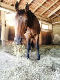 Horse standing in ranch