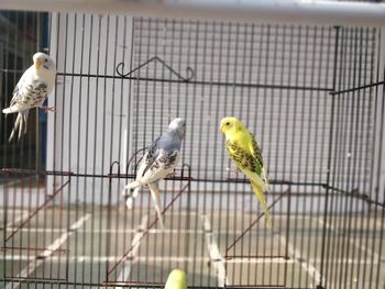 Bird perching in cage