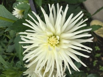 Close-up of fresh white flower