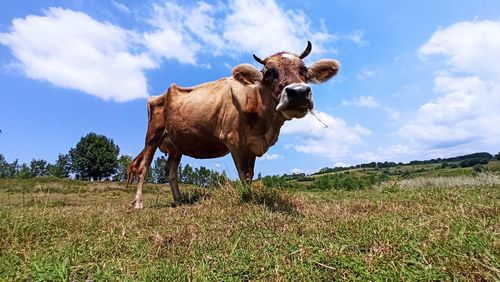 Cow on field