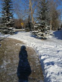 Trees on snow covered landscape