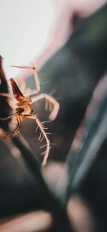 Close-up of ant on hand