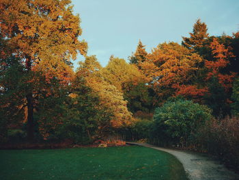 Empty road along trees in park