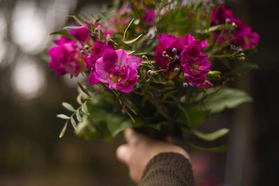 Close-up of hand holding pink flowering plant