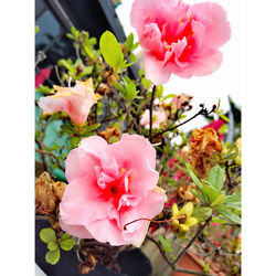 Close-up of pink flowers blooming outdoors