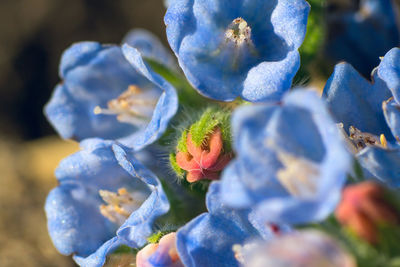 Close-up of purple flowering plant
