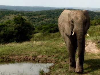 Elephant standing on grassy landscape against sky