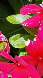 Close-up of pink flowers