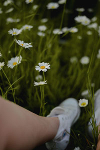 Close-up of daisy flowers on field