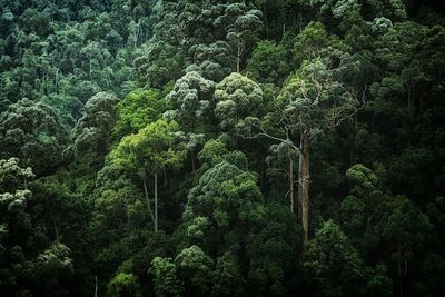 View of trees in forest