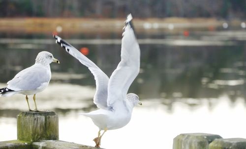 Close-up of seagulls perching on lake