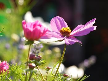 Close-up of pink cosmos flowers blooming outdoors