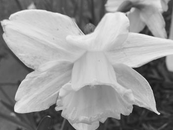 Close-up of beautiful flower