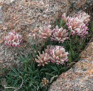 High angle view of pink flowers blooming outdoors