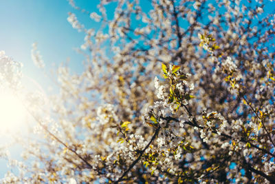 Low angle view of cherry blossoms against sky