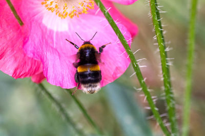 Close-up of bee pollinating on pink flower