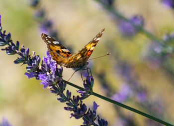 Close-up of butterfly pollinating on purple flower