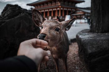 Cropped hand petting deer