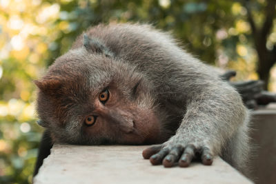 Close-up of a long-tailed macaque monkey looking towards camera in ubud bali.