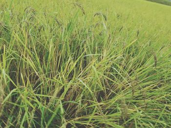 Close-up of plants growing on field